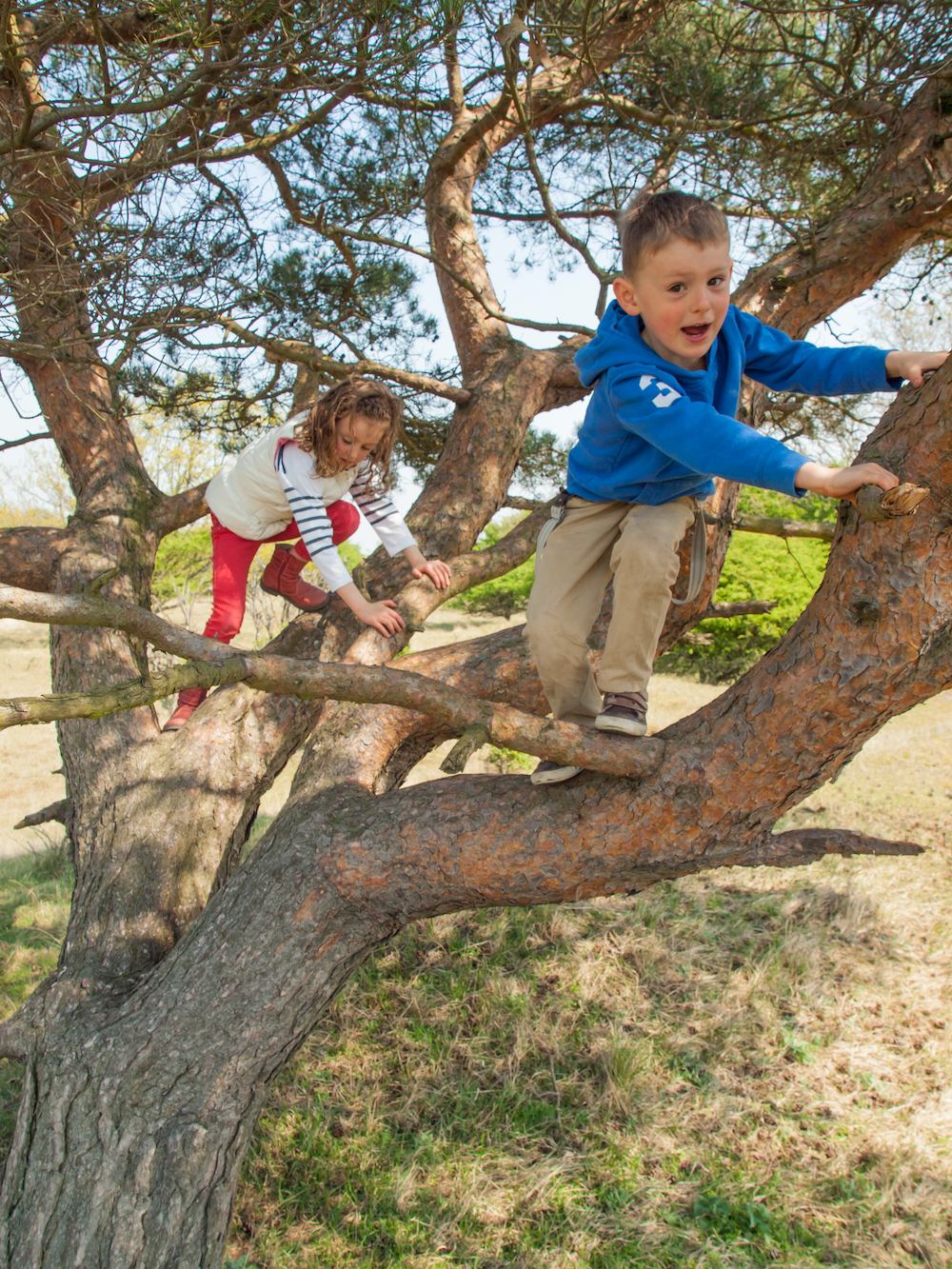Happy kids climbing trees in Texas.